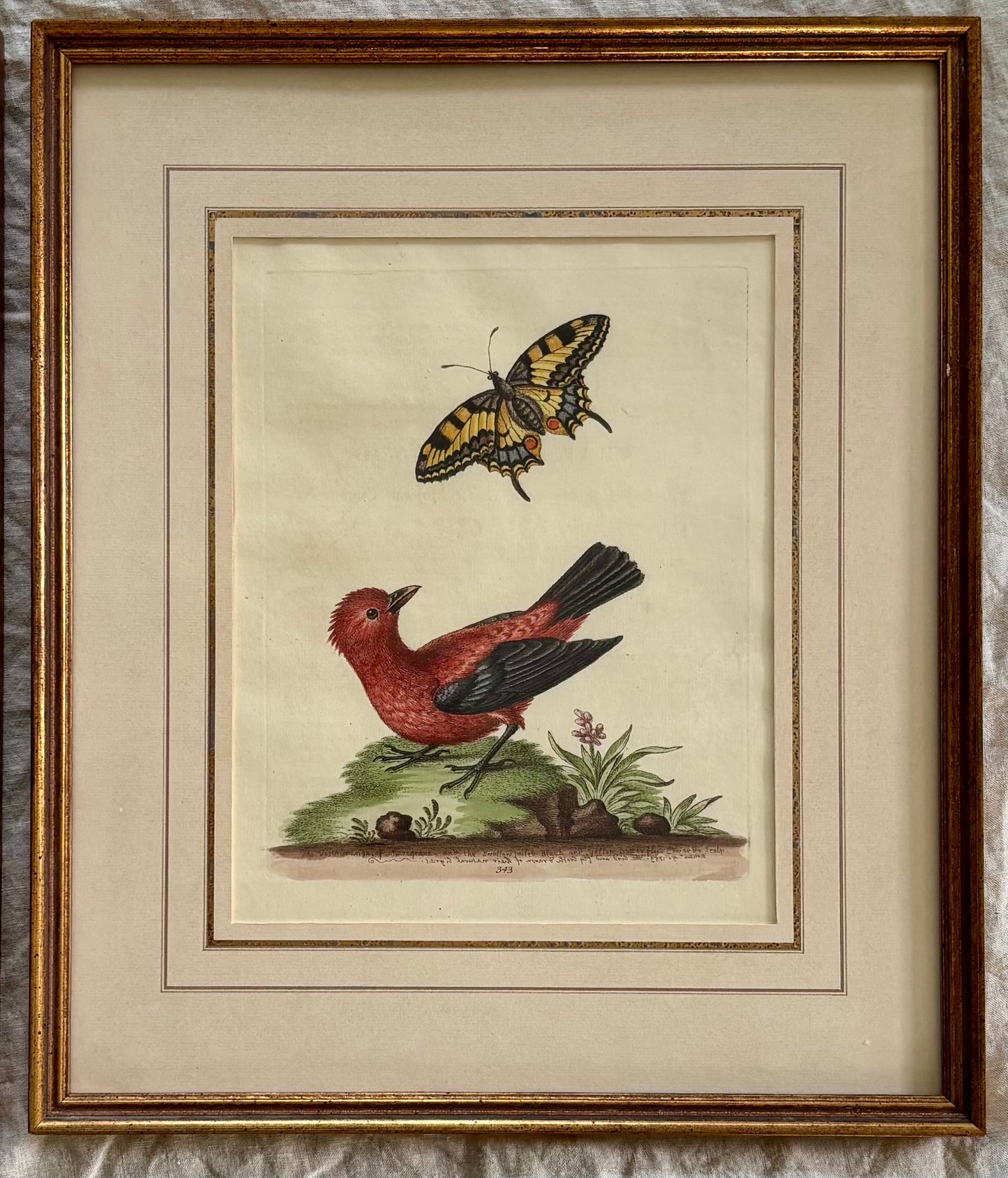 Two Framed Bird and Butterfly Engravings by George Edwards (British 1694-1773)