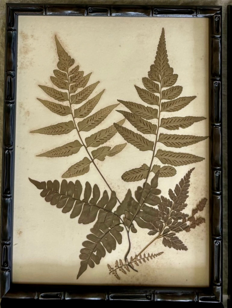 Framed Quartet of Victorian Pressed Ferns from "Ferns of Jamaica"
