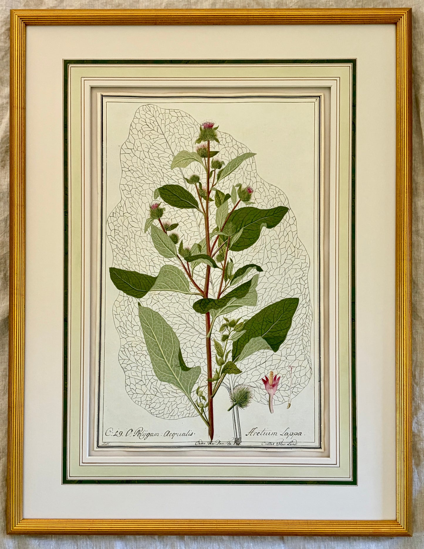 Early 19th Century Botanical Watercolor for Hortus Botanicus