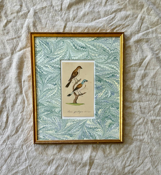 19th Century Naturalist Watercolor of a Bird