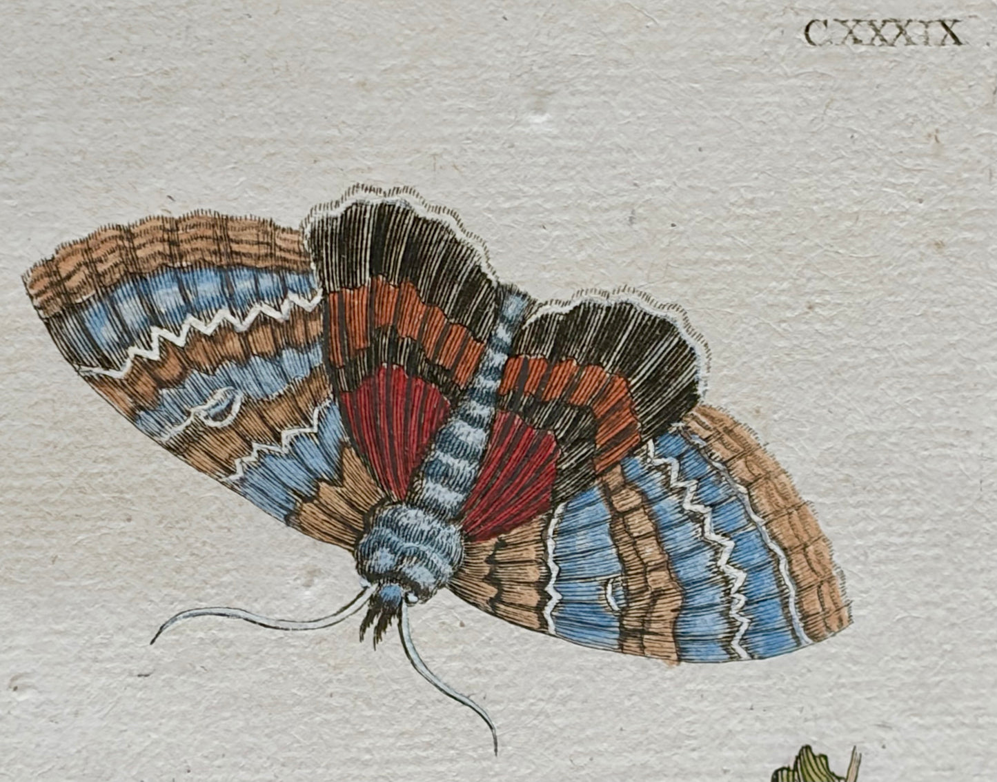 Pair of Maria Sibylla Merian Framed Engravings