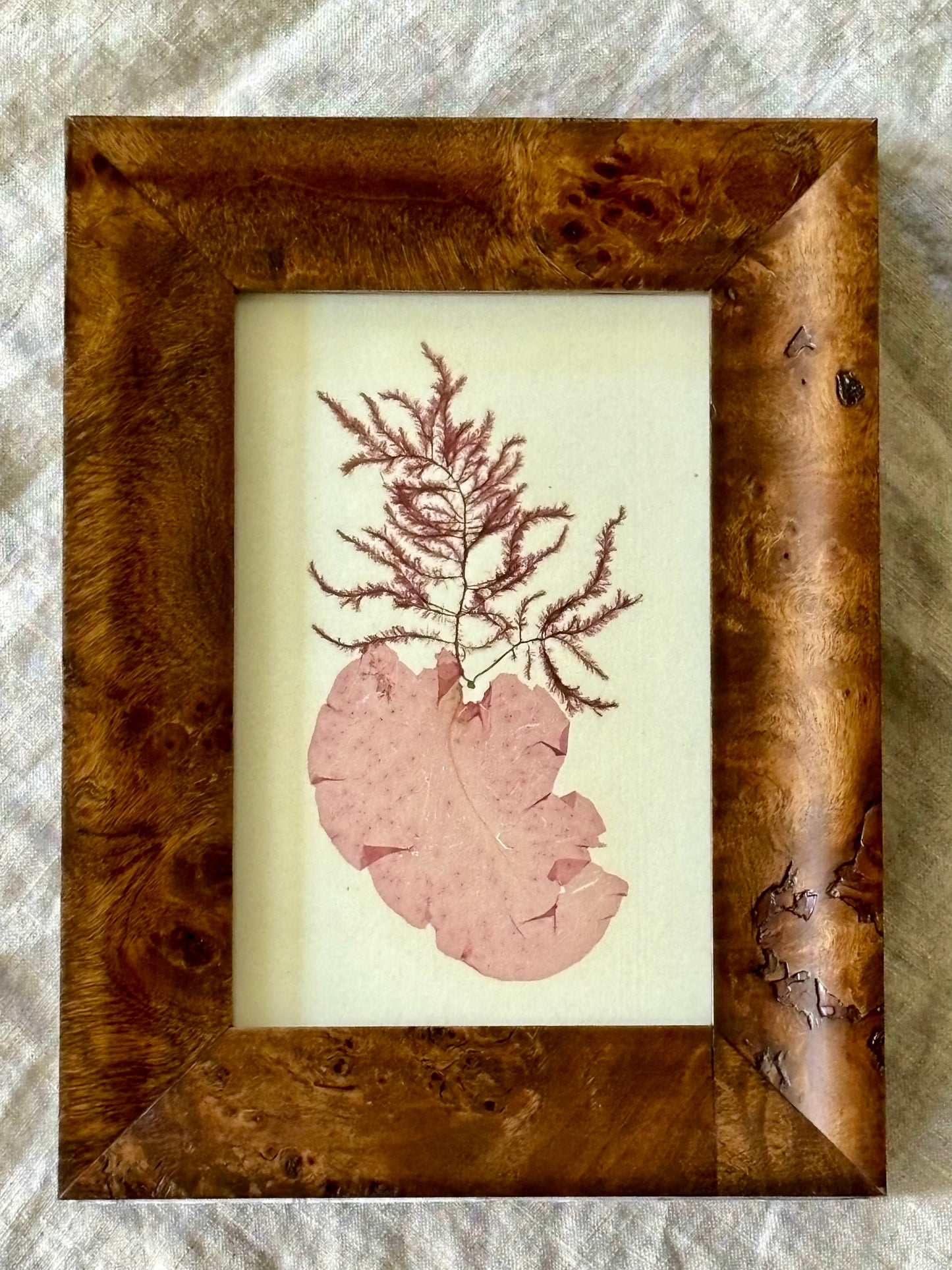 Victorian Pressed Seaweed