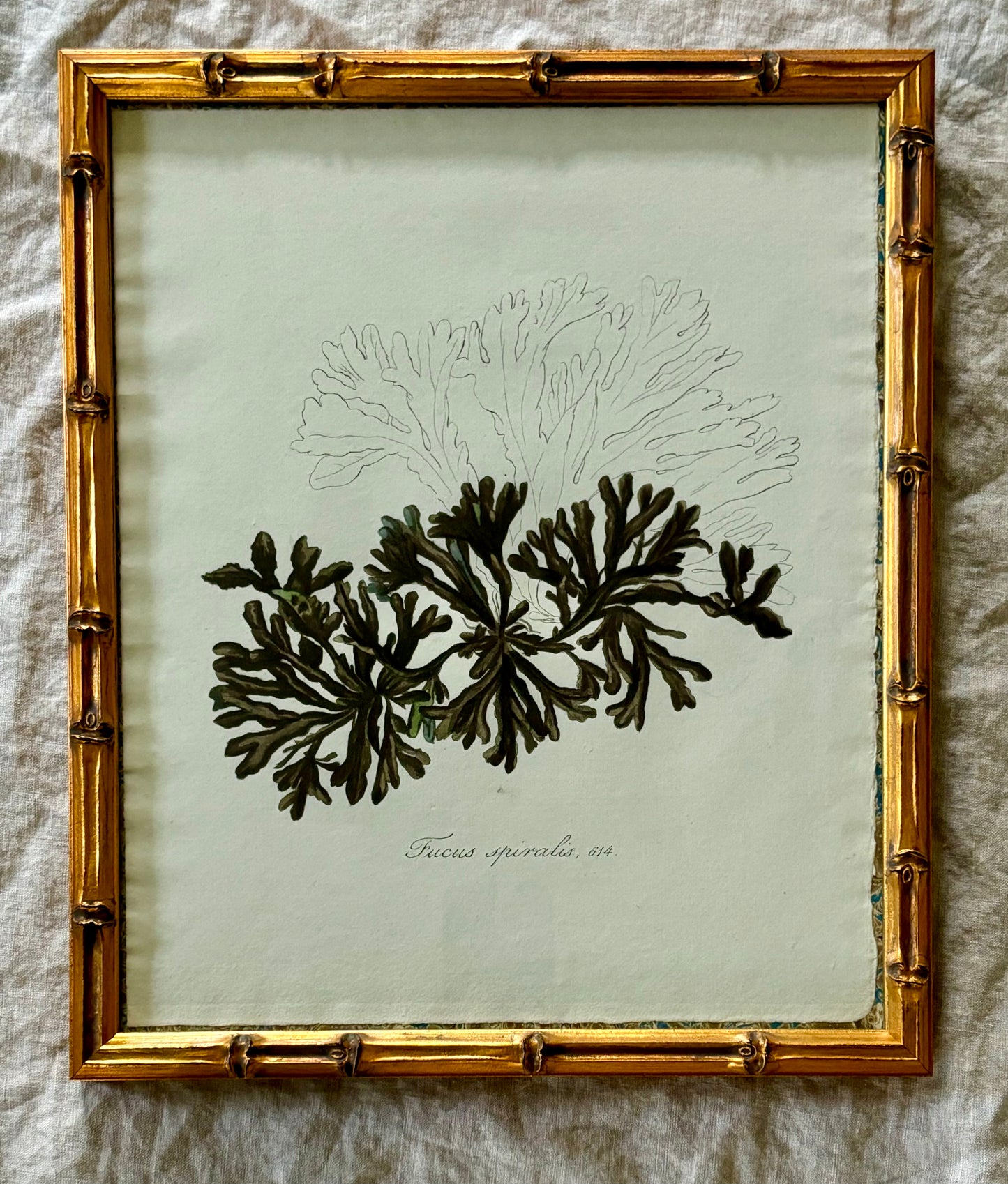 Dutch Naturalist Print of a Fucus Spiralis or Spiral Wrack Seaweed From the "Flora Batava"