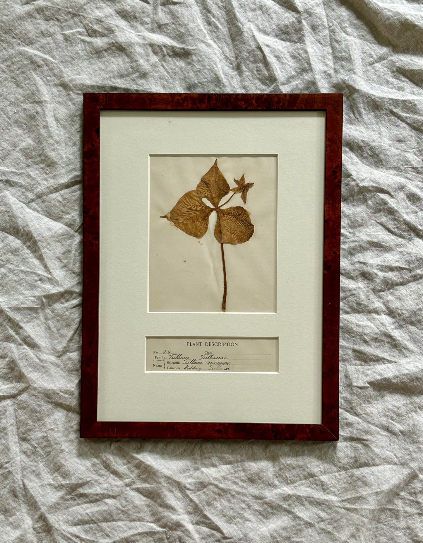 Early 20th Century Herbarium Specimen in Burl Frame