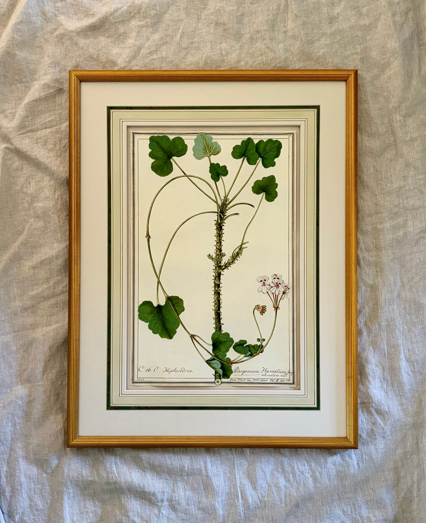 Early 19th Century Botanical Watrrcolor for Hortus Botanicus