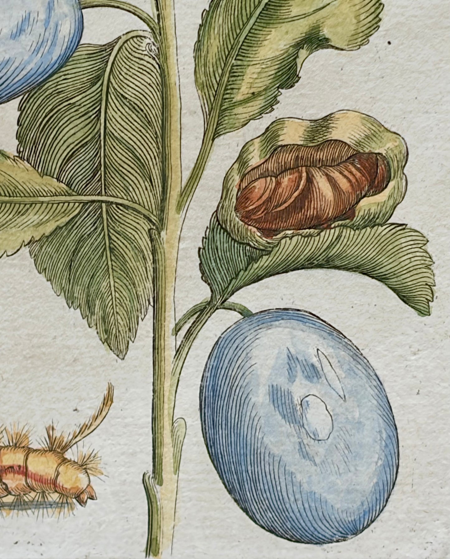 Pair of Maria Sibylla Merian Framed Engravings