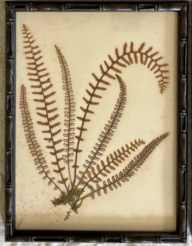 Framed Quartet of Victorian Pressed Ferns from "Ferns of Jamaica"