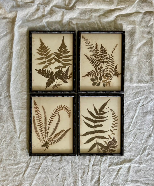 Framed Quartet of Victorian Pressed Ferns from "Ferns of Jamaica"