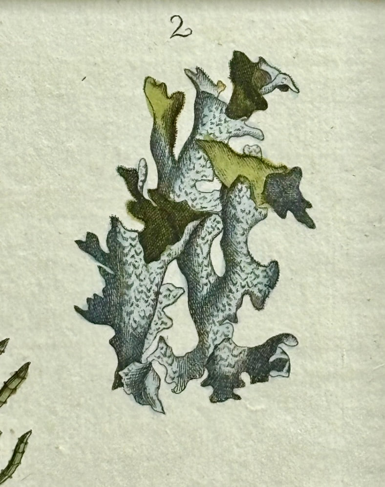 1792 Hand Colored Engraving of Icelandic Mosses by Bertuch