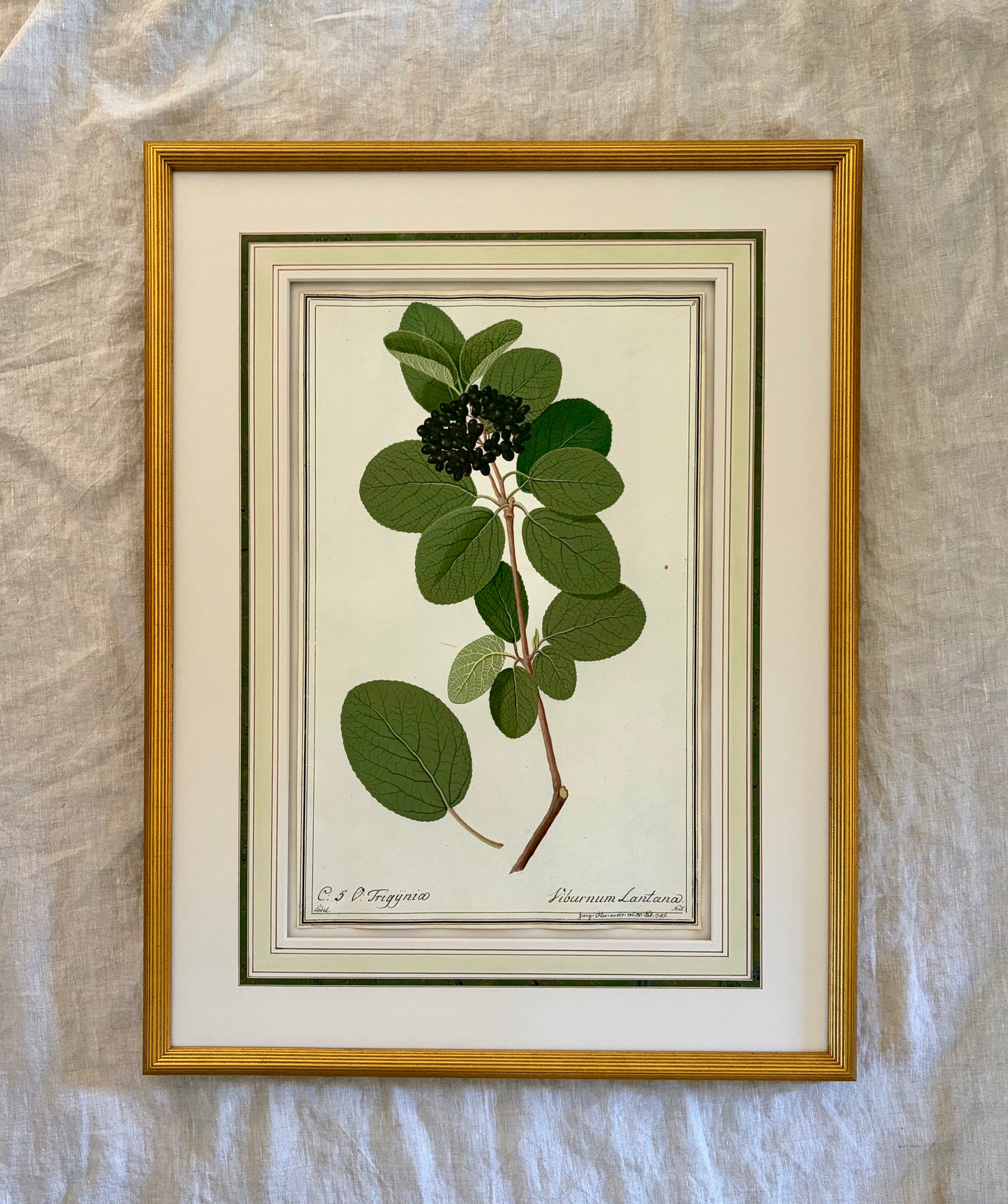 Early 19th Century Botanical Watercolor for Hortus Botanicus