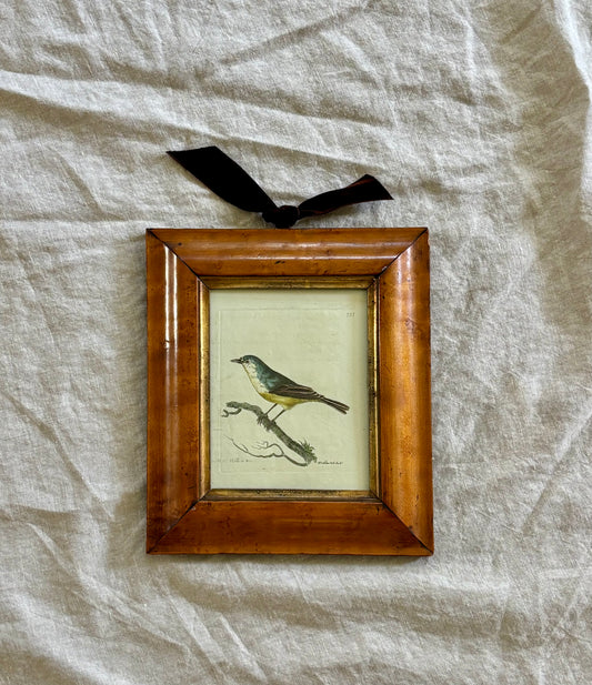 Framed Hand Colored Engraving of a Minute Warbler from Shaw & Nodder’s “Naturalist’s Miscellany”