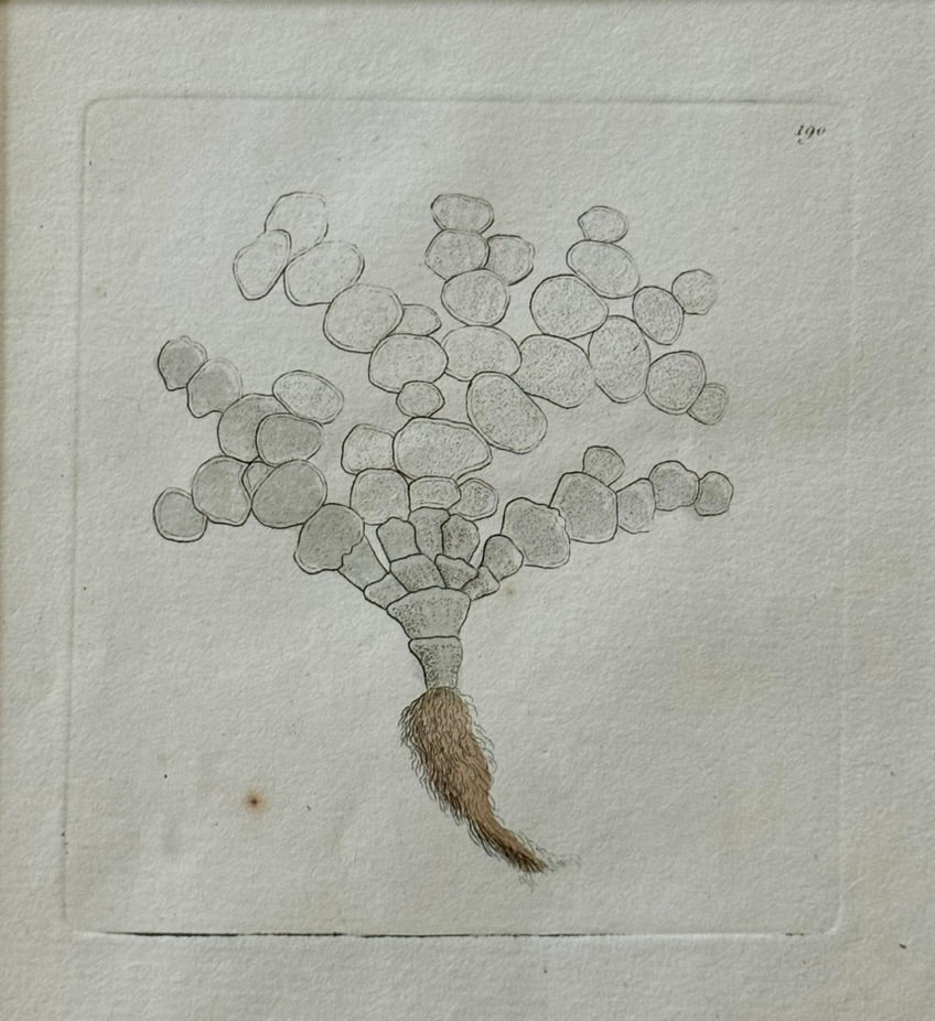 19th Century Engraving of a Coral