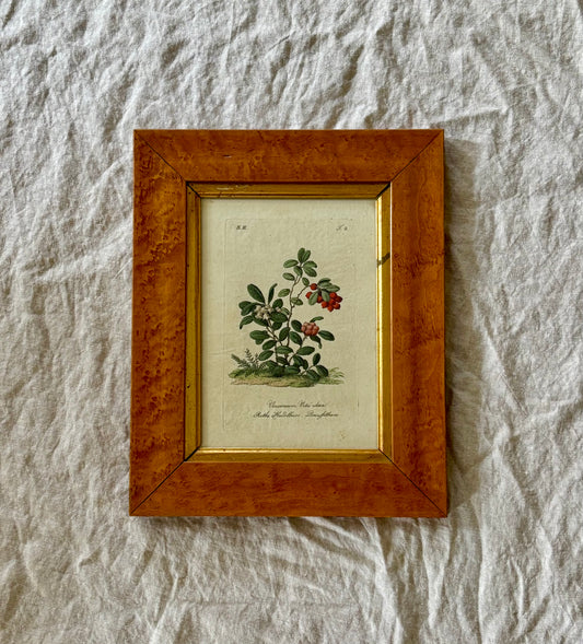 Circa 1800 Hand Colored Engraving of a Lingonberry or Vaccinium Vitis idaea