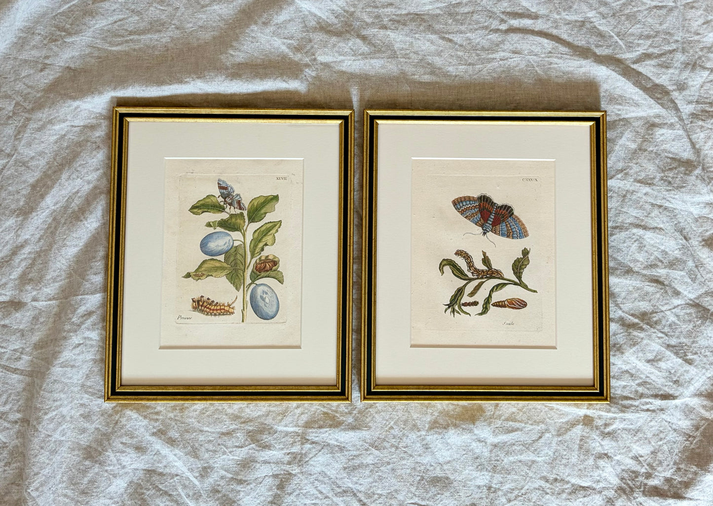 Pair of Maria Sibylla Merian Framed Engravings