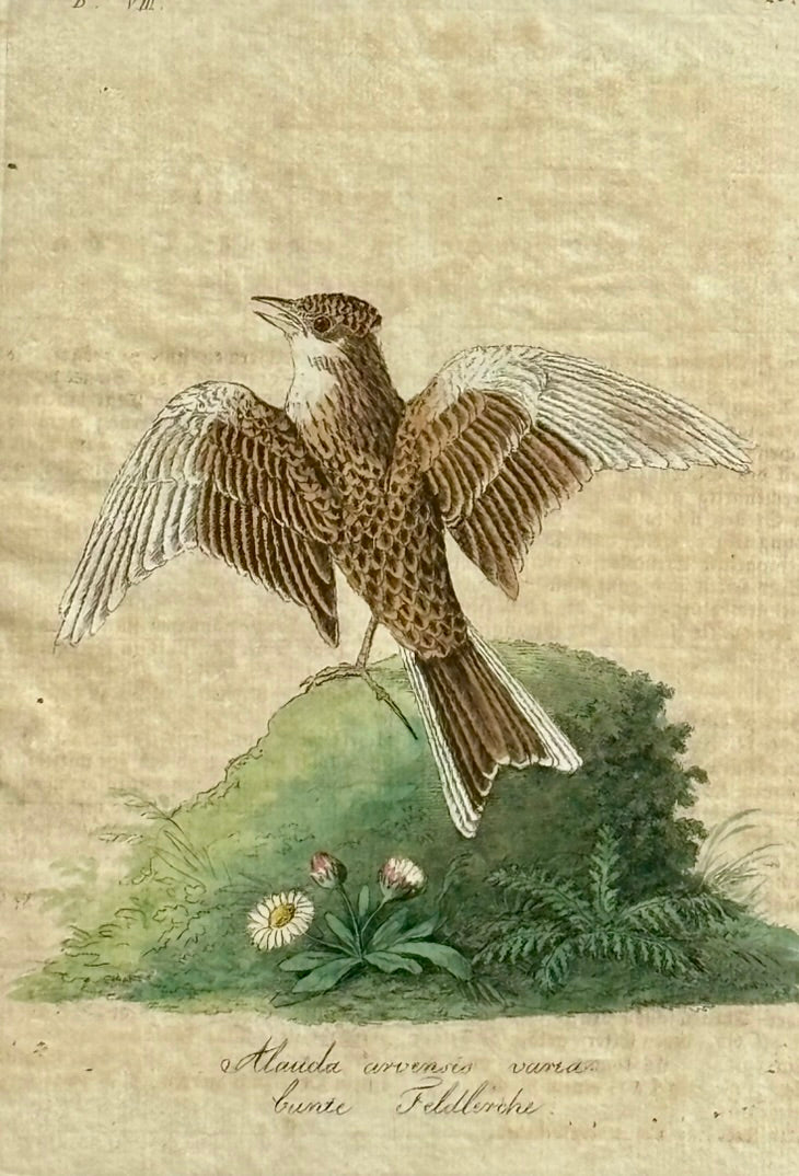 Trio of Bird Engravings by Vogel, Circa 1800