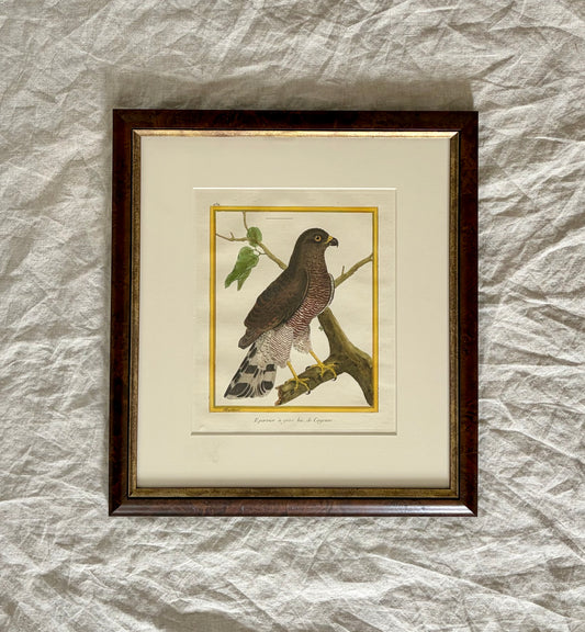 Framed Hand Colored Engraving of a Sparrowhawk by Martinet & Buffon