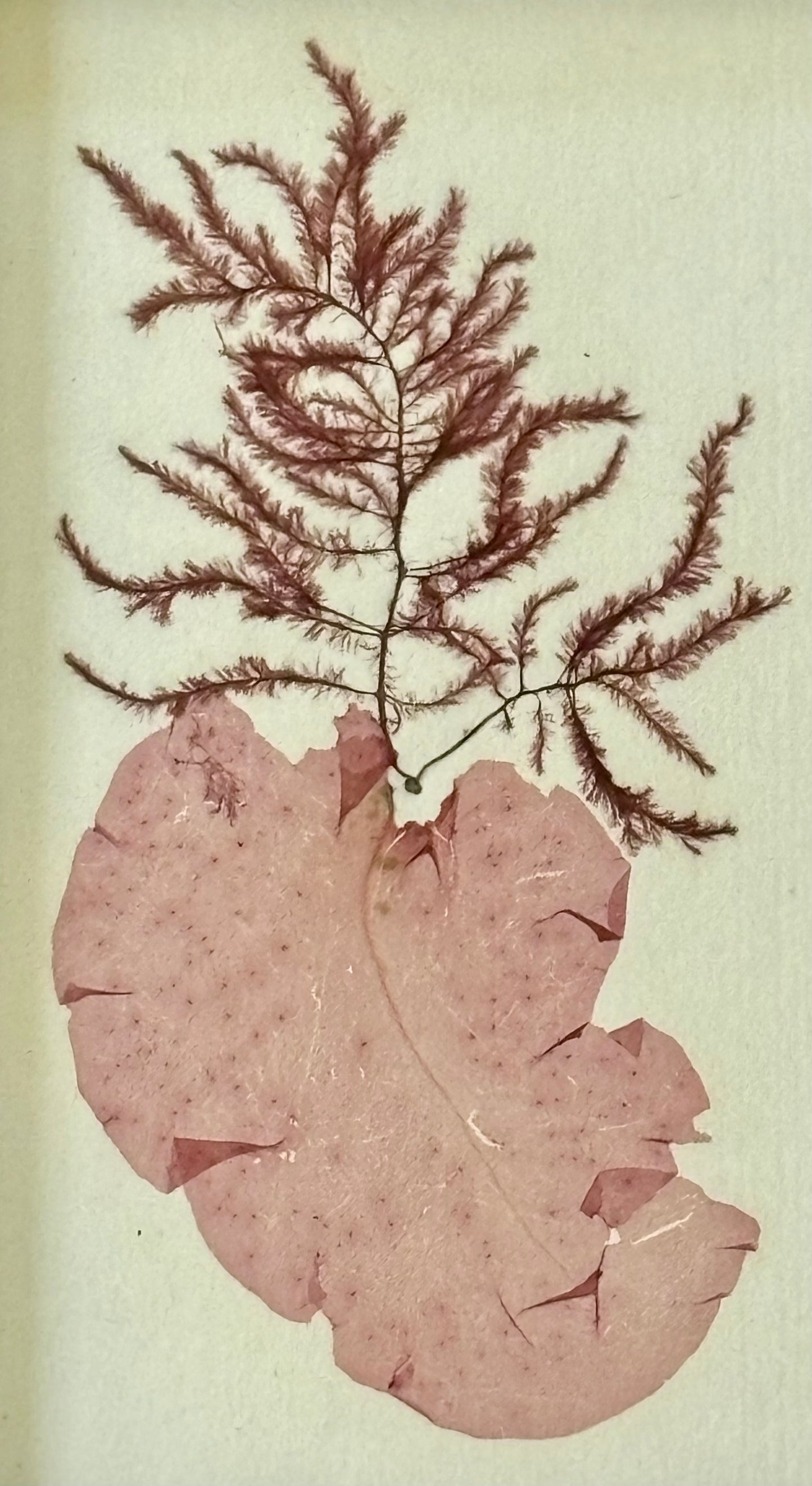 Victorian Pressed Seaweed