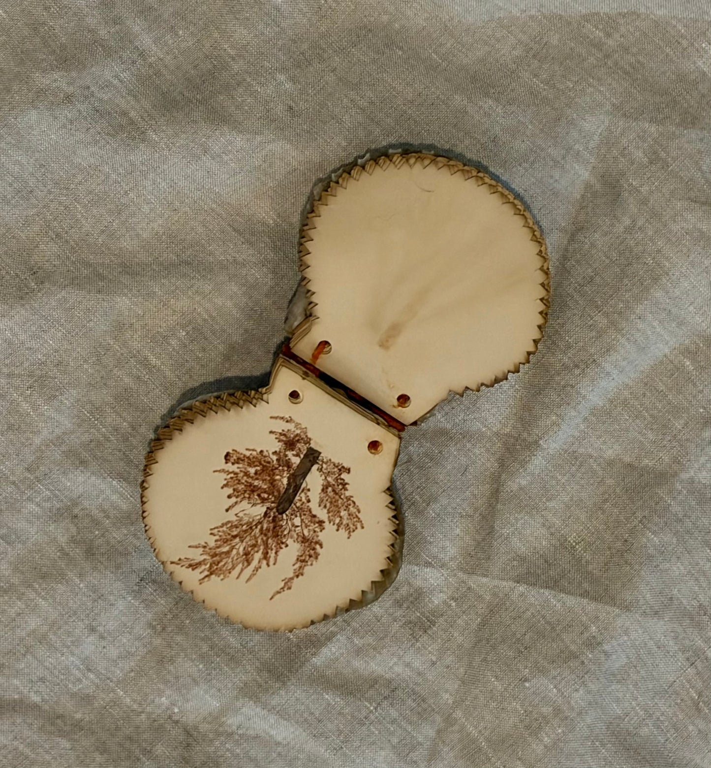 19th Century Pressed Seaweed Album in a Scallop Shell Binding