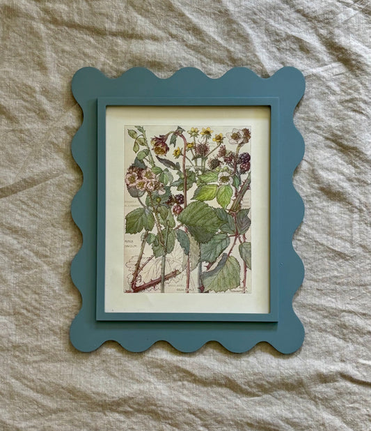 Framed Plate from Isabel Adams’ ‘Wild Flowers of the British Isles’