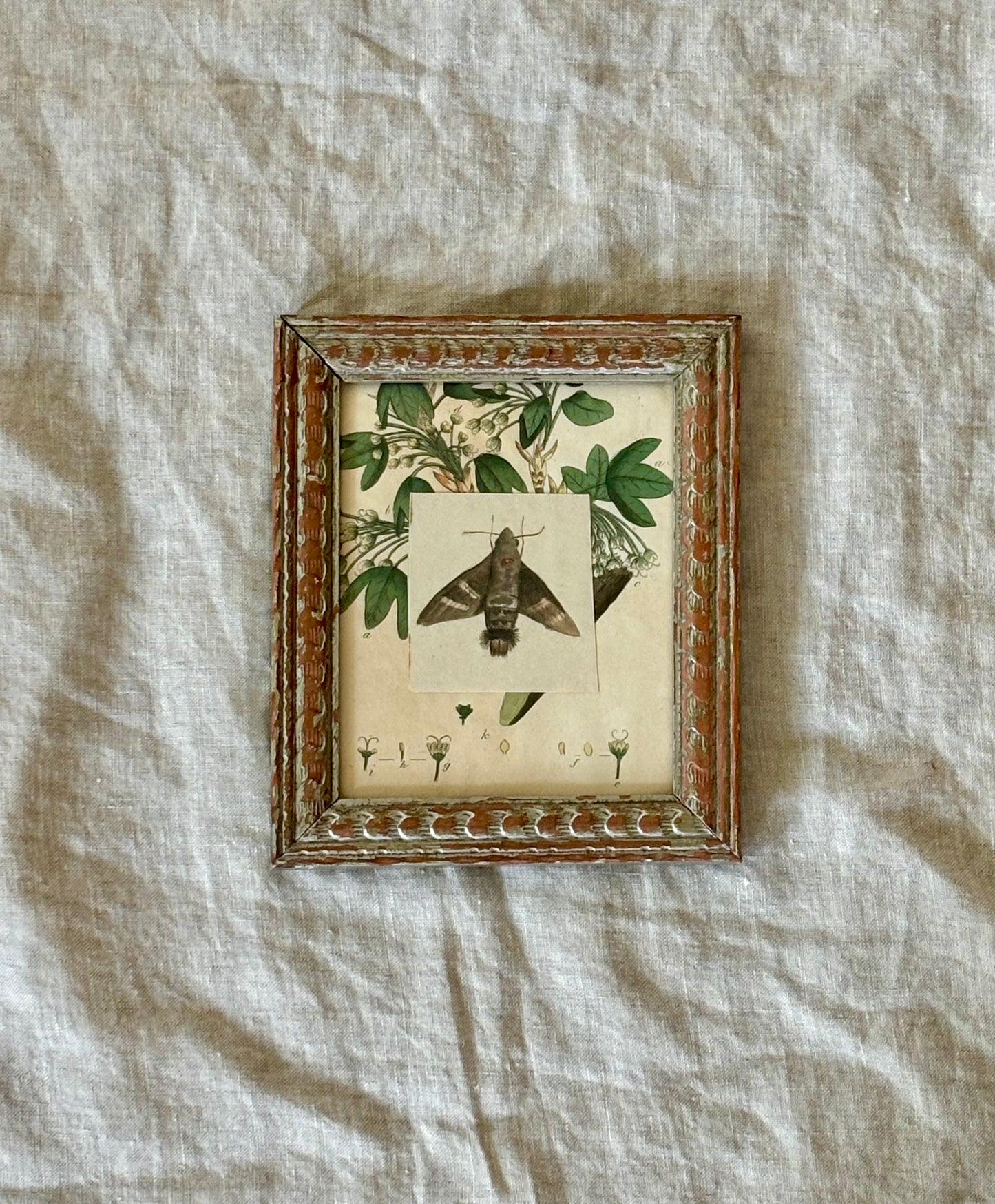 Small Early 19th Century Watercolor of a Moth Mounted on a Sowerby Engraving