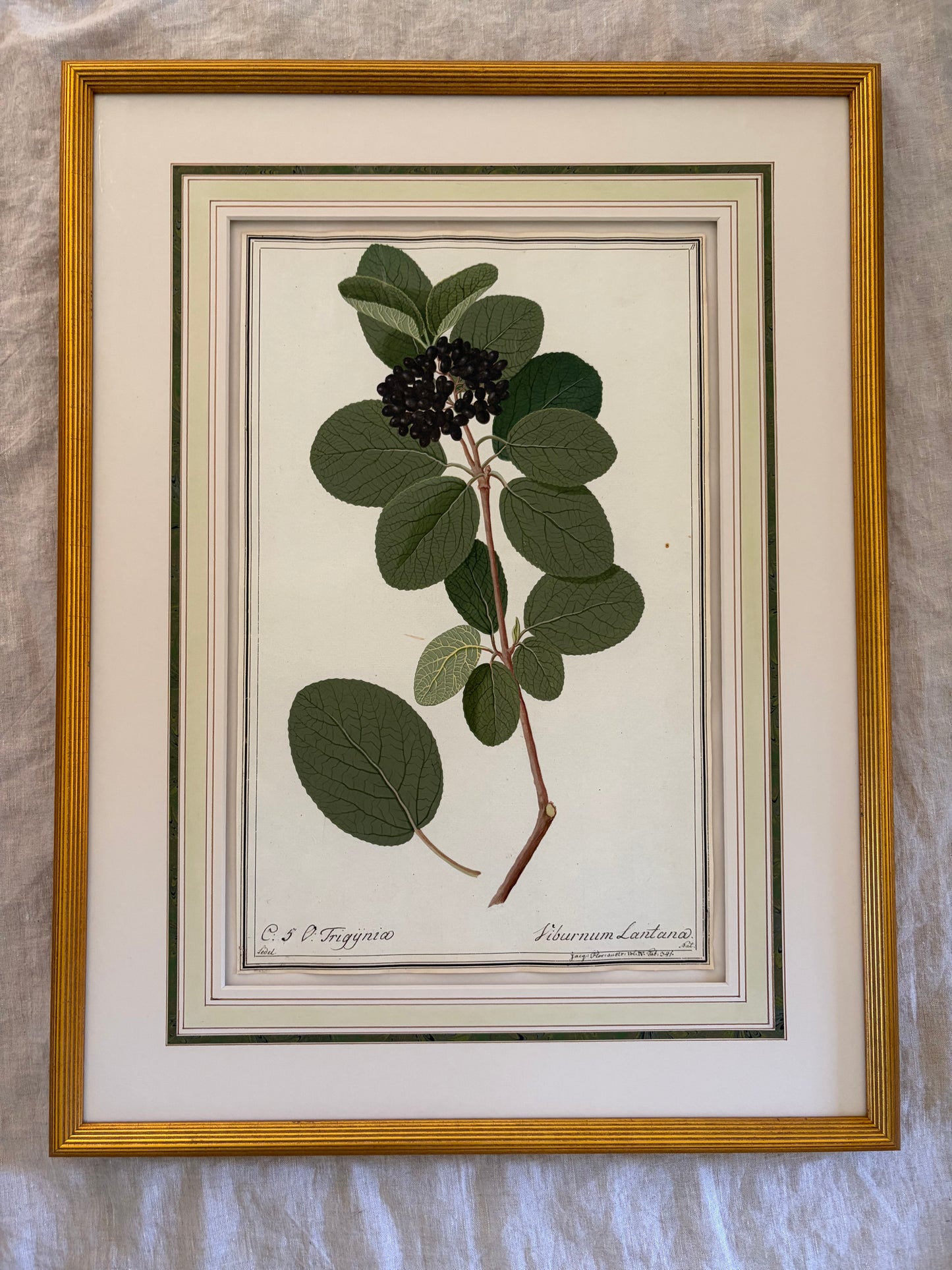 Early 19th Century Botanical Watercolor for Hortus Botanicus