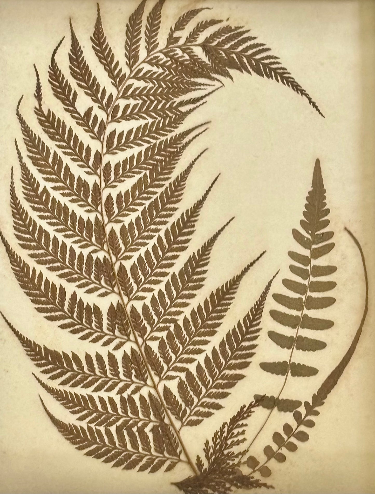 Quartet of Framed Victorian Pressed Ferns From "Ferns of Jamaica"