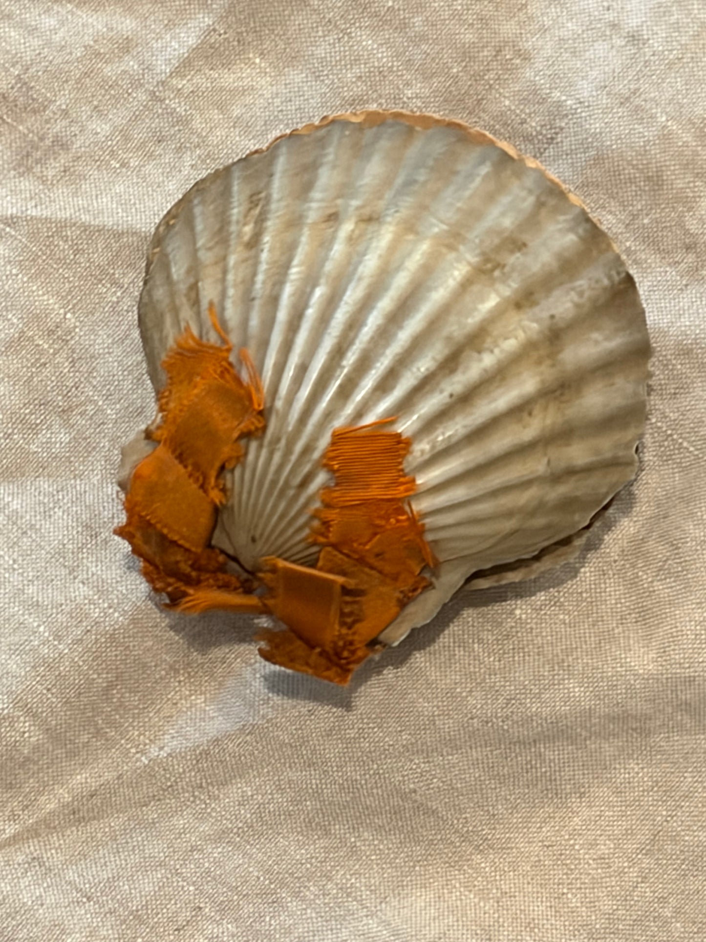 19th Century Pressed Seaweed Album in a Scallop Shell Binding
