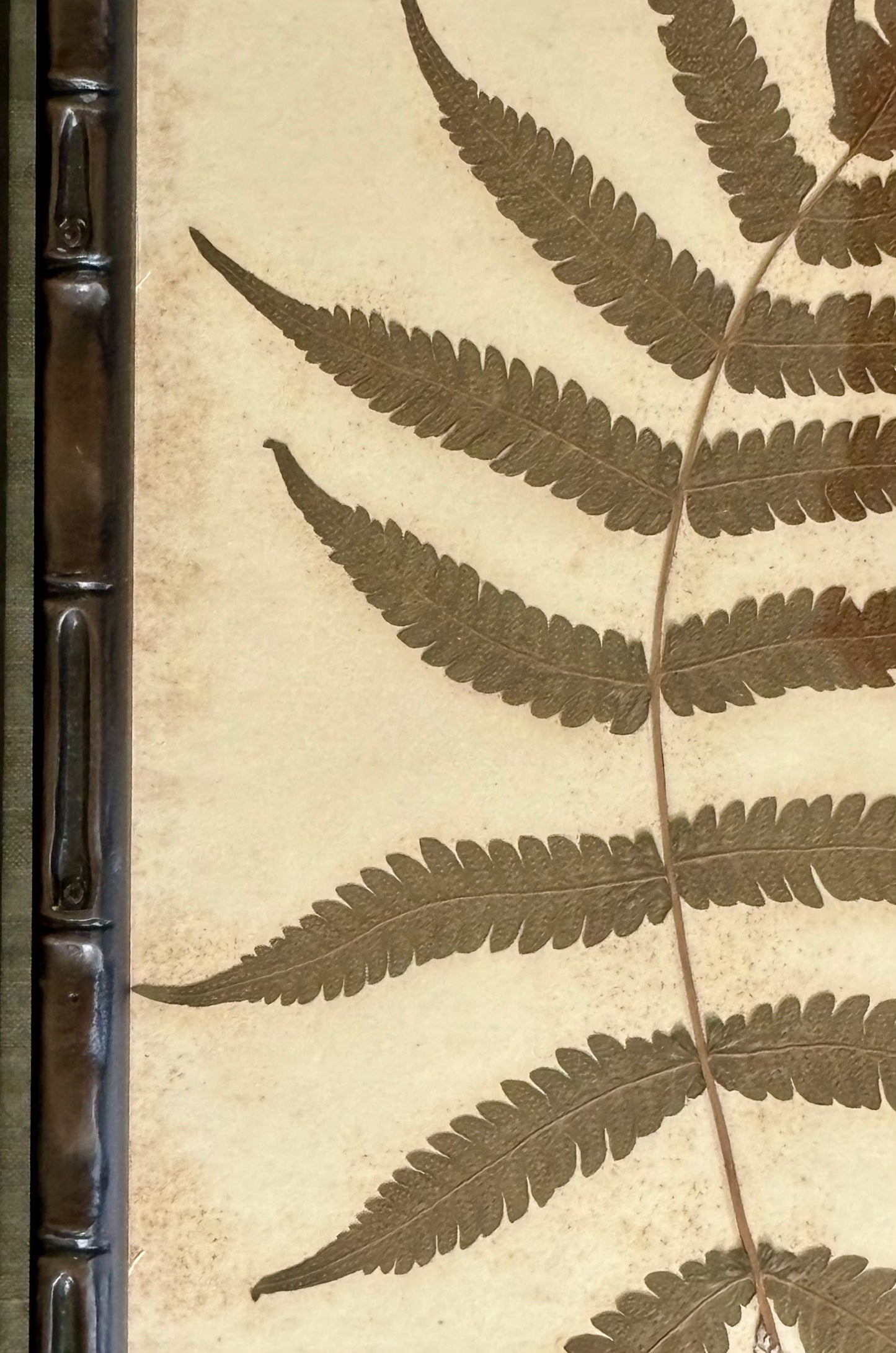 Framed Quartet of Victorian Pressed Ferns from "Ferns of Jamaica"