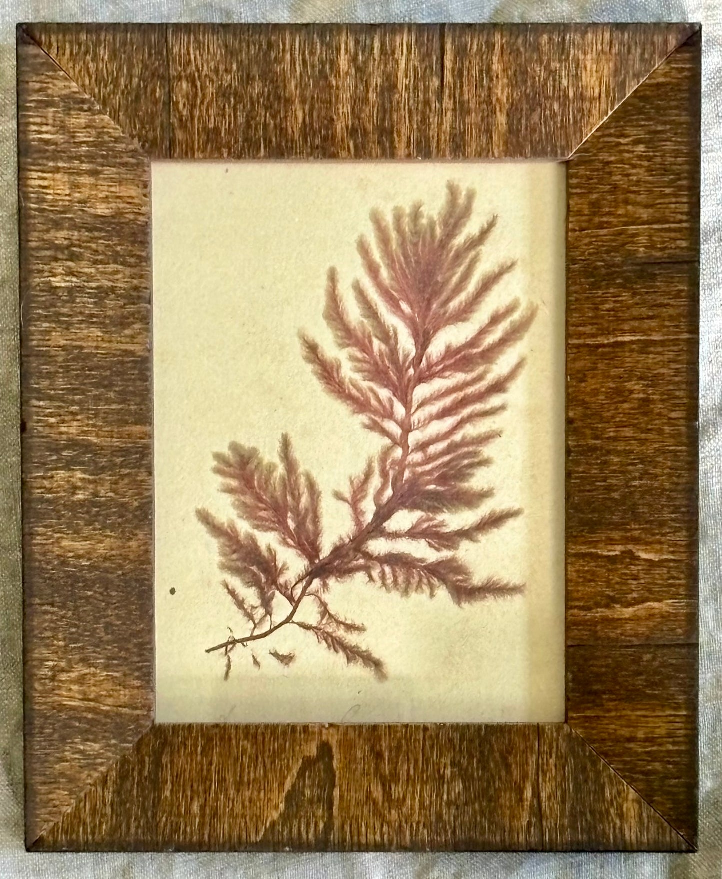 Trio of Victorian Pressed Seaweed in Vintage Frames