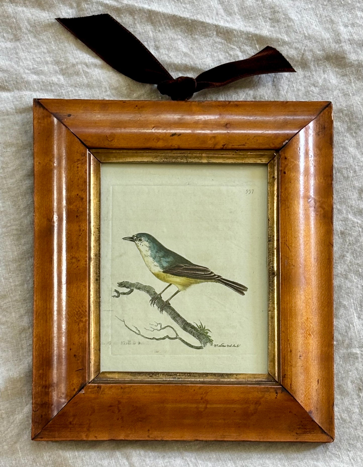Framed Hand Colored Engraving of a Minute Warbler from Shaw & Nodder’s “Naturalist’s Miscellany”