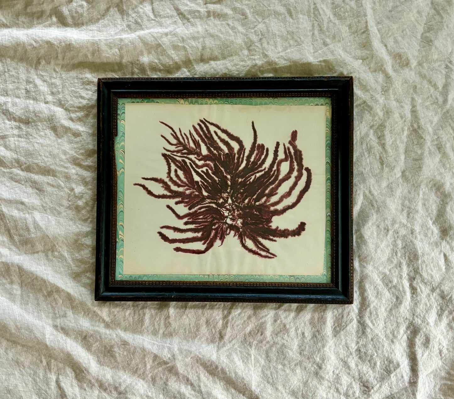 Framed Victorian pressed Seaweed