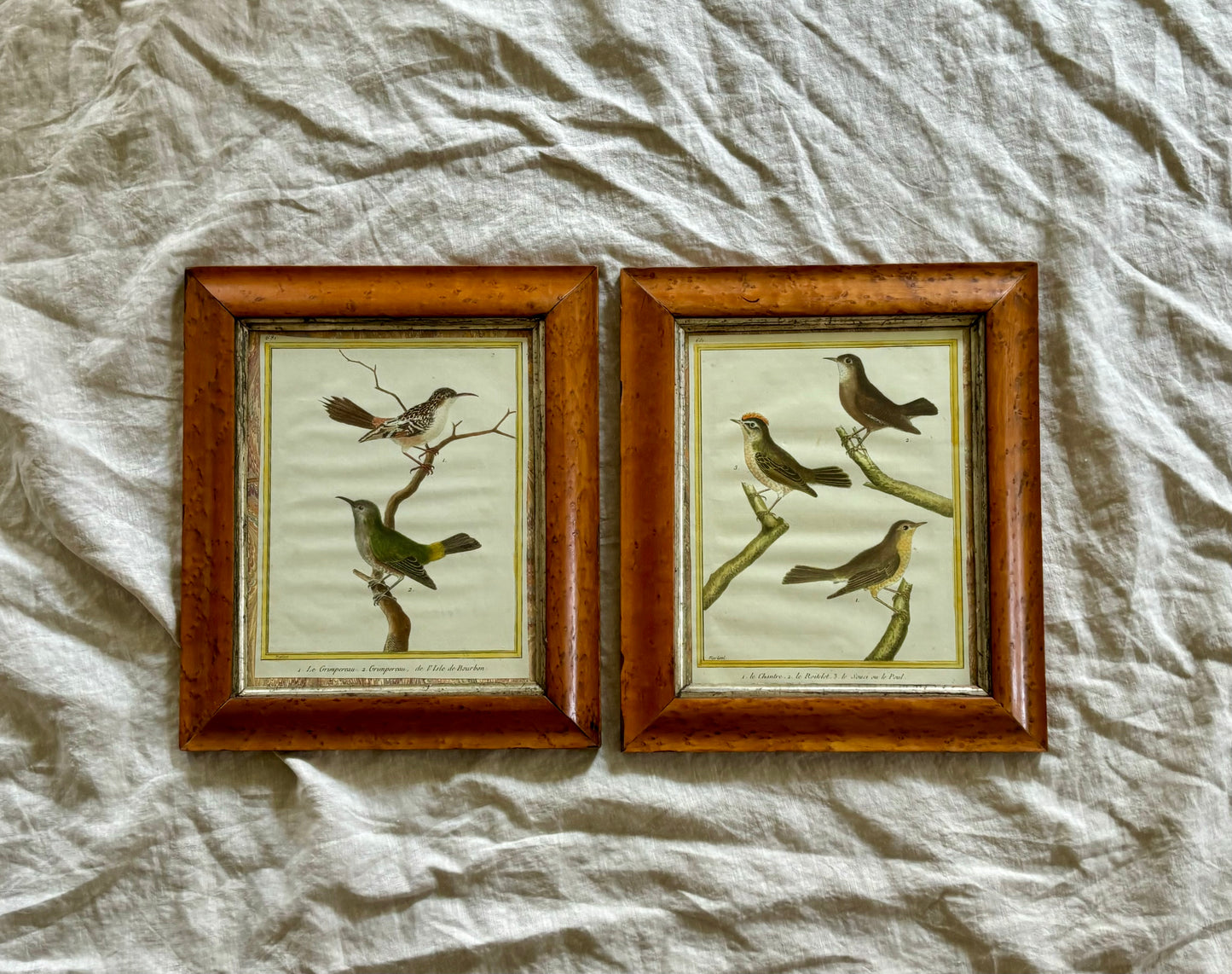 Pair of François-Nicolas Martinet 19th Century Engravings of Birds in Antique Frames