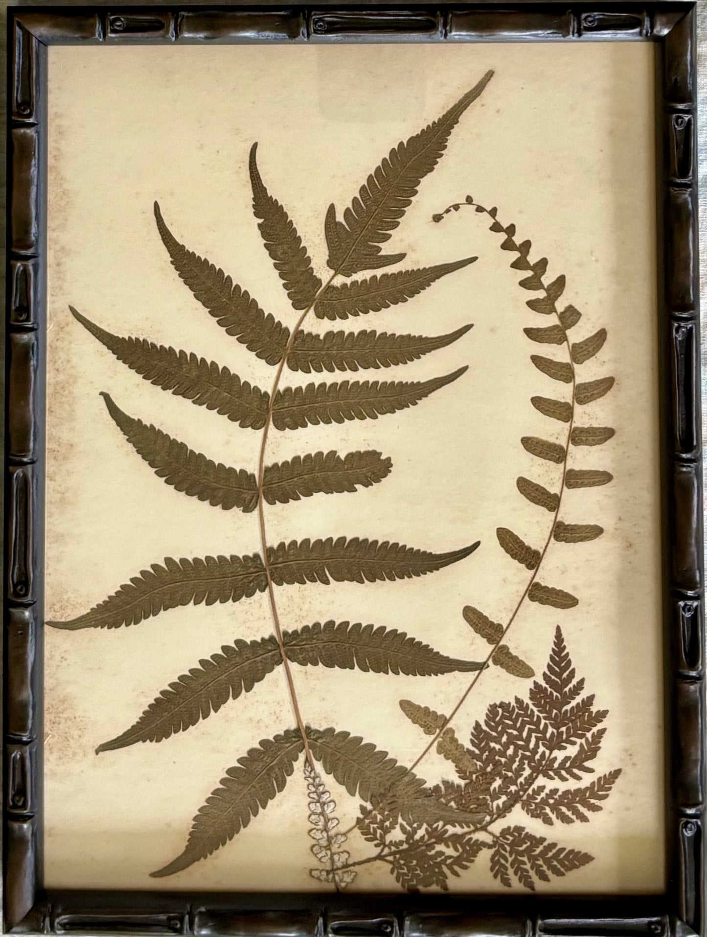 Framed Quartet of Victorian Pressed Ferns from "Ferns of Jamaica"