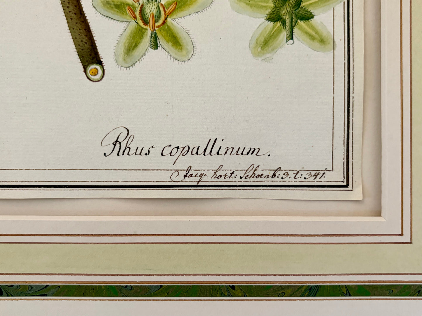 Early 19th Century Botanical Watercolor for Hortus Botanicus