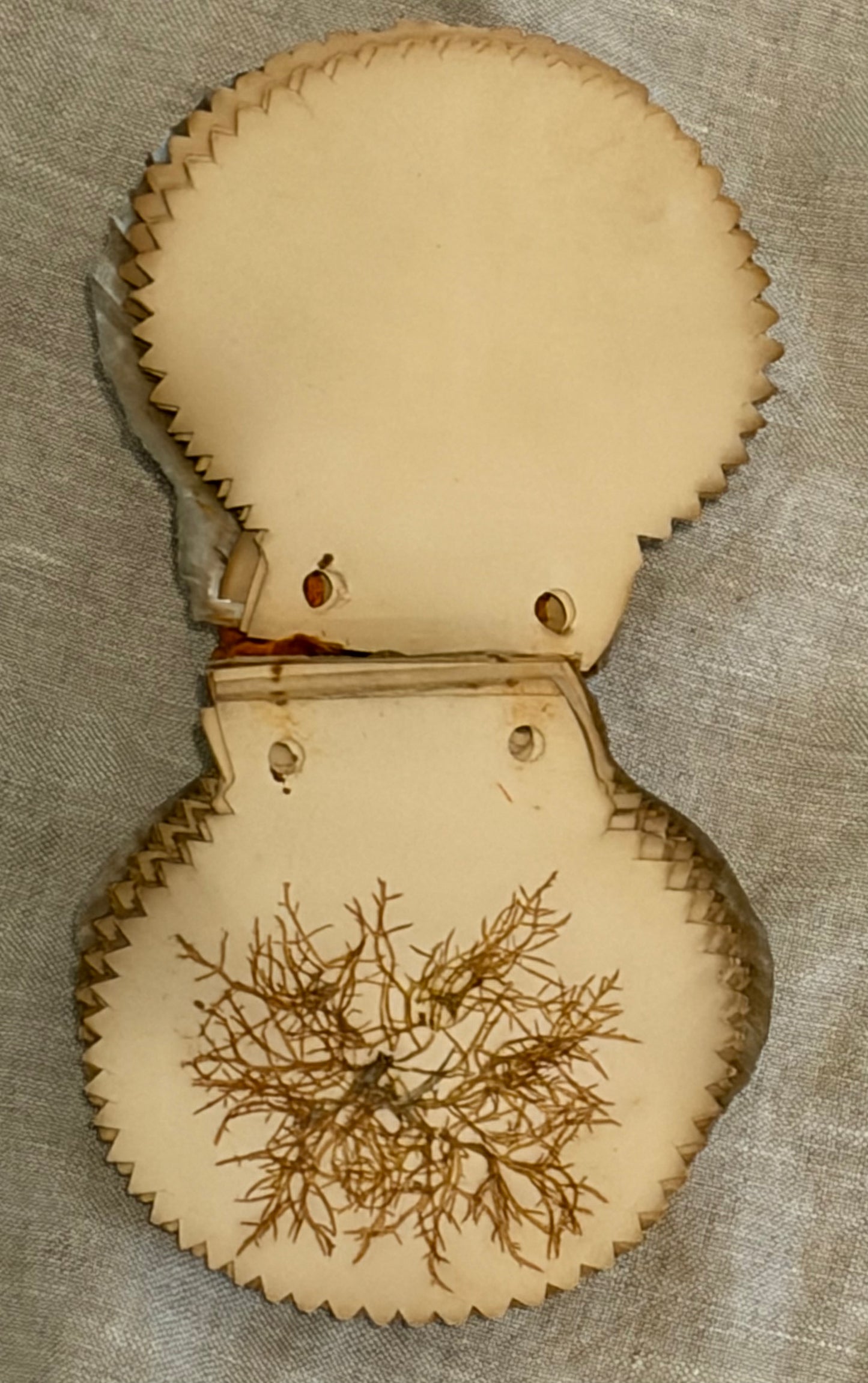 19th Century Pressed Seaweed Album in a Scallop Shell Binding