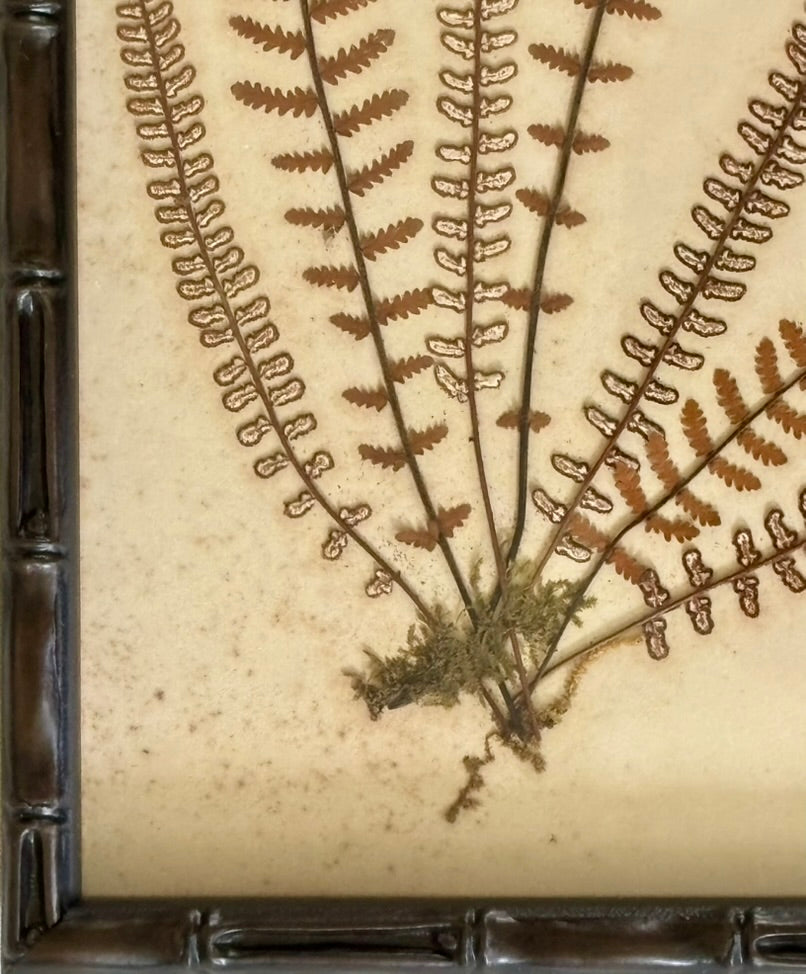 Framed Quartet of Victorian Pressed Ferns from "Ferns of Jamaica"