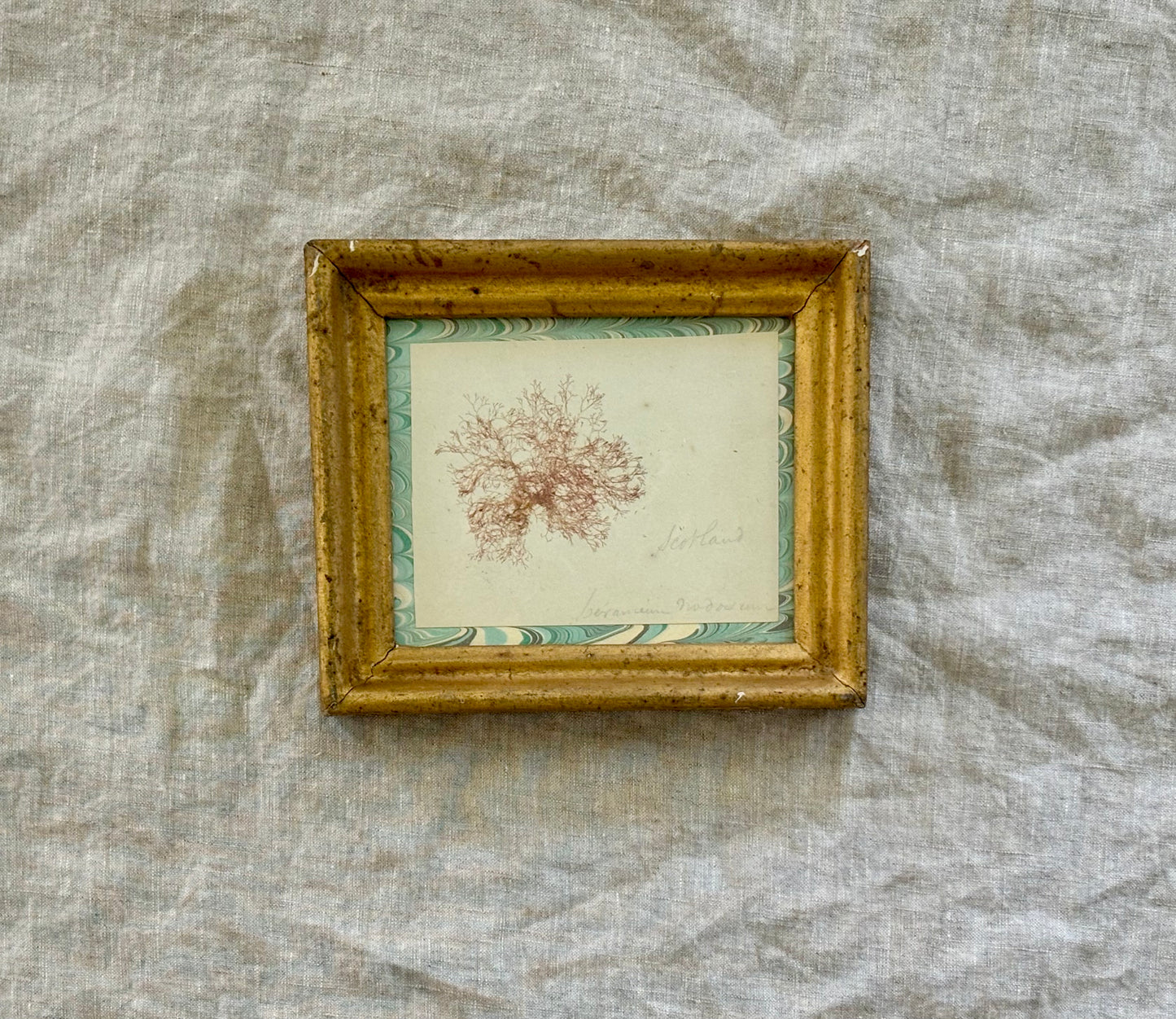 Hand Labeled Victorian Pressed Seaweed in a Period Frame