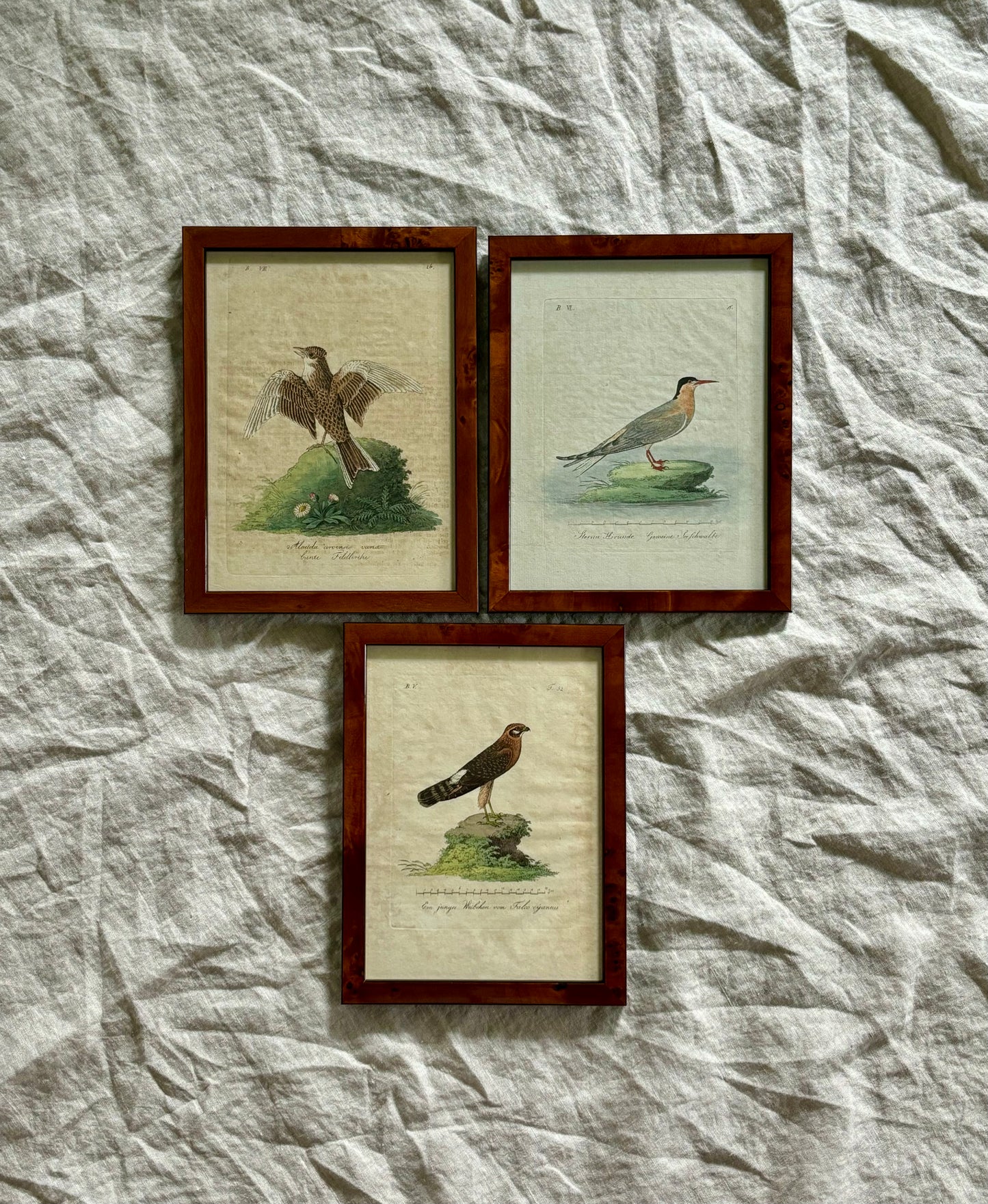 Trio of Bird Engravings by Vogel, Circa 1800