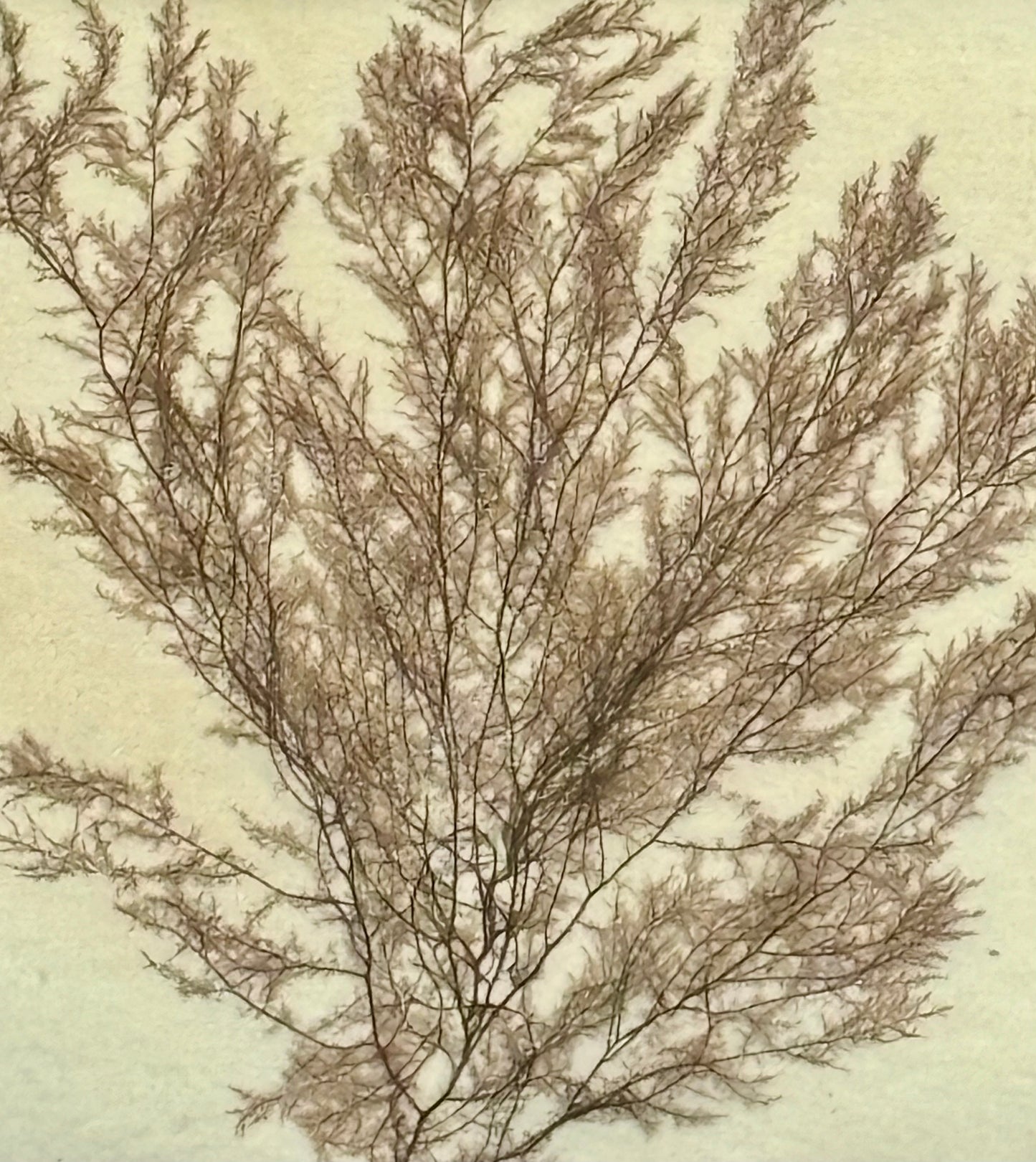 Victorian Pressed Seaweed in a Vintage Frame