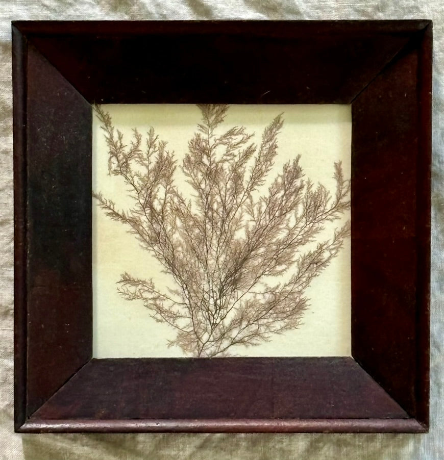 Victorian Pressed Seaweed in a Vintage Frame