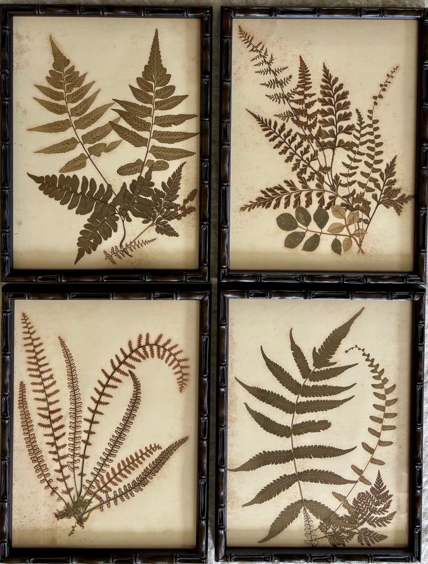 Framed Quartet of Victorian Pressed Ferns from "Ferns of Jamaica"