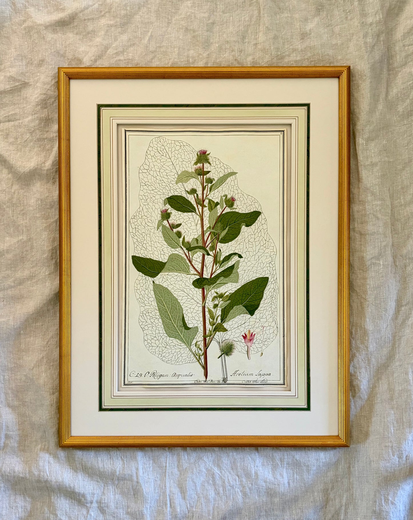 Early 19th Century Botanical Watercolor for Hortus Botanicus