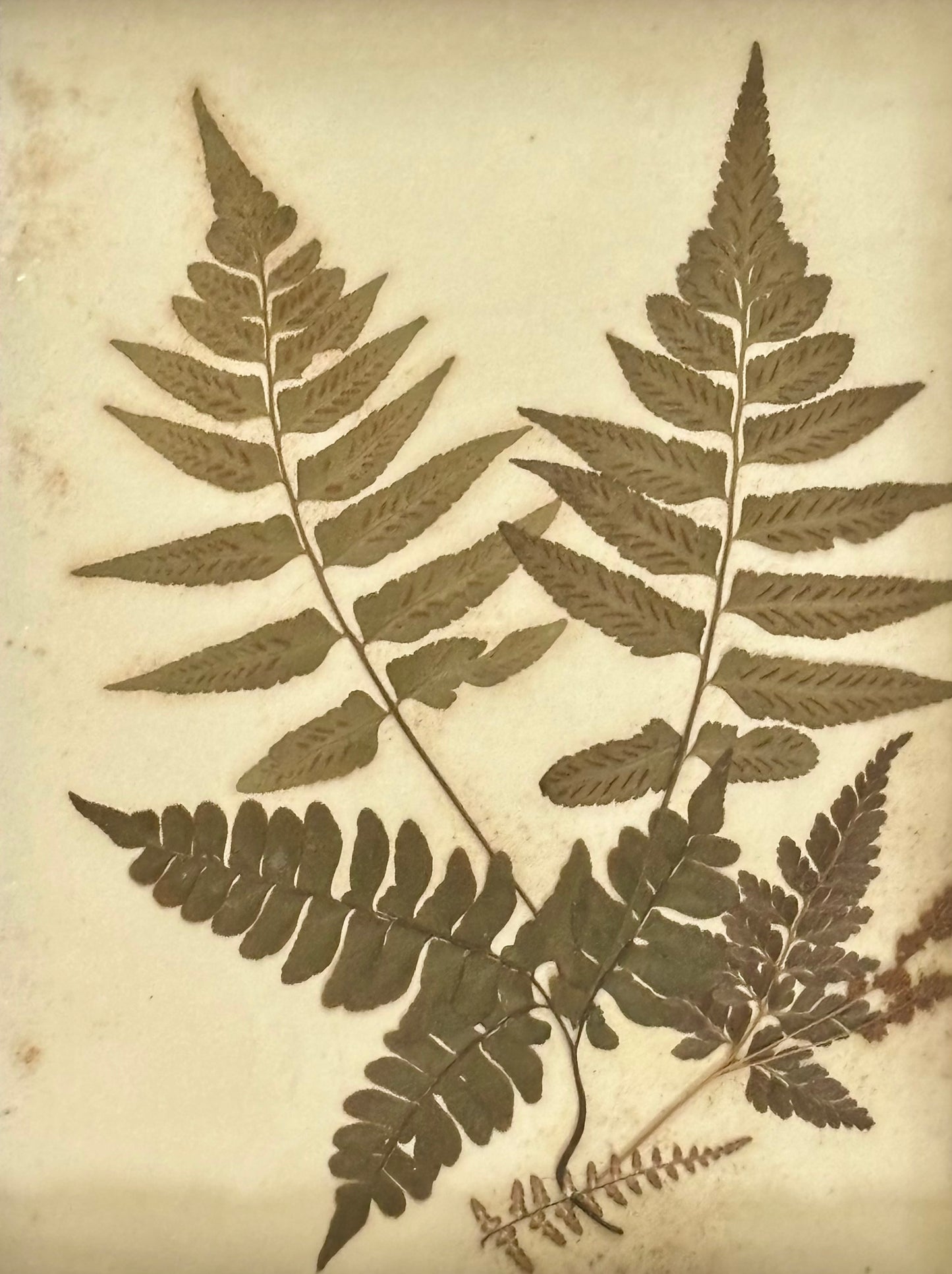 Quartet of Framed Victorian Pressed Ferns From "Ferns of Jamaica"