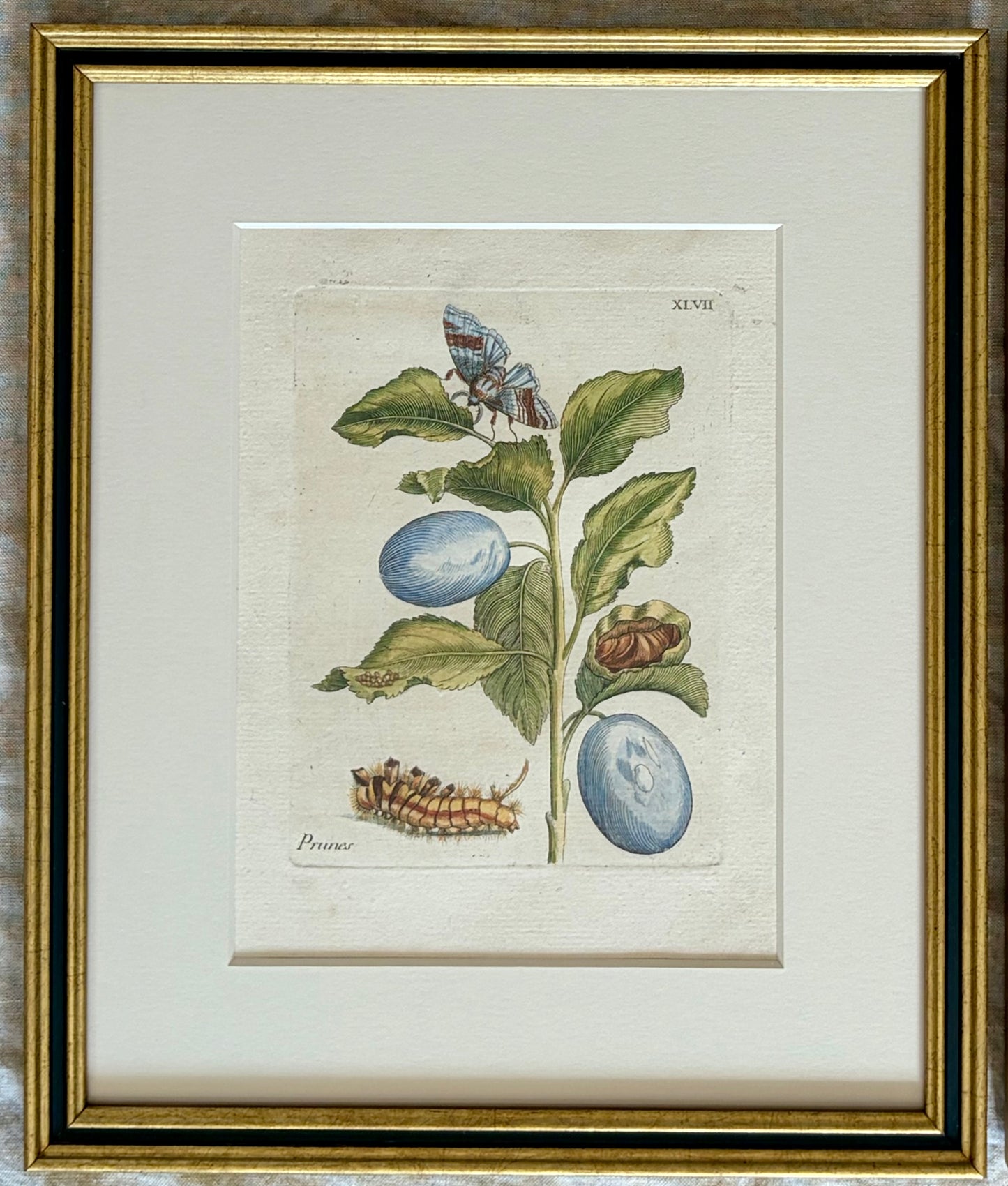 Pair of Maria Sibylla Merian Framed Engravings