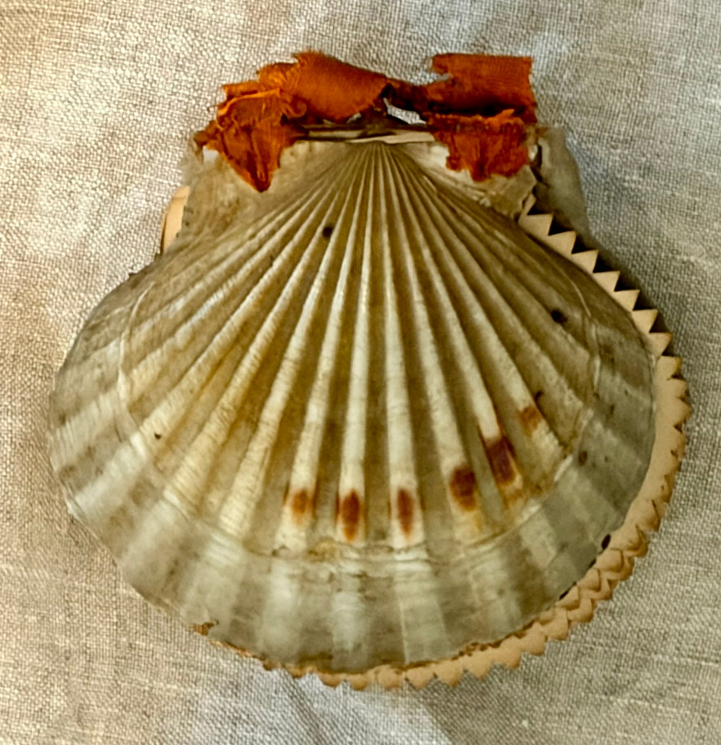 19th Century Pressed Seaweed Album in a Scallop Shell Binding