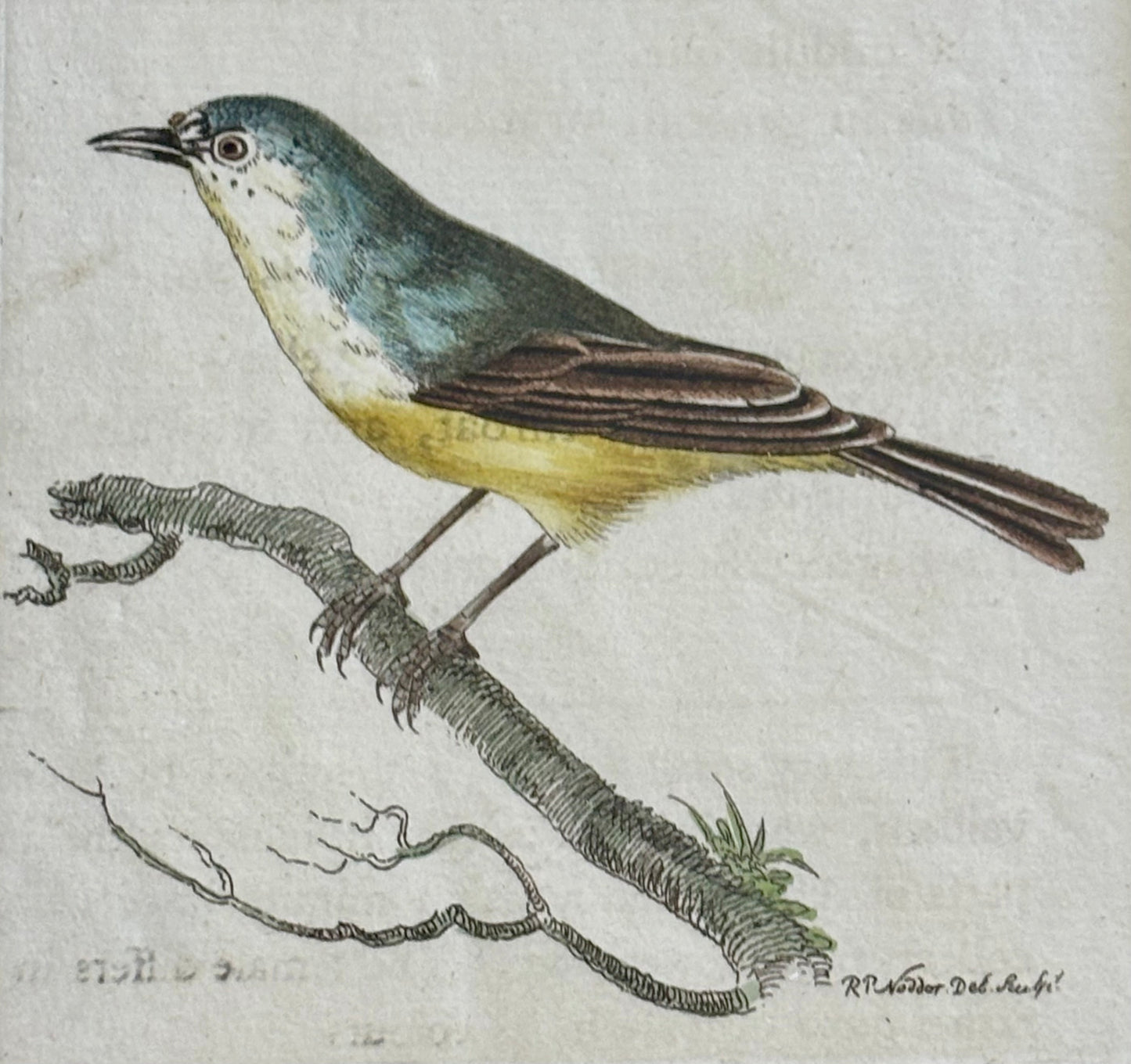 Framed Hand Colored Engraving of a Minute Warbler from Shaw & Nodder’s “Naturalist’s Miscellany”