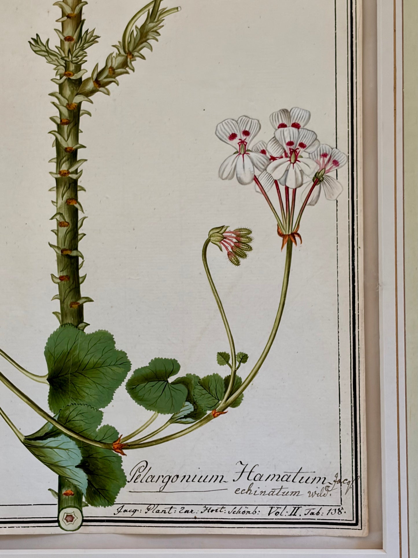 Early 19th Century Botanical Watrrcolor for Hortus Botanicus