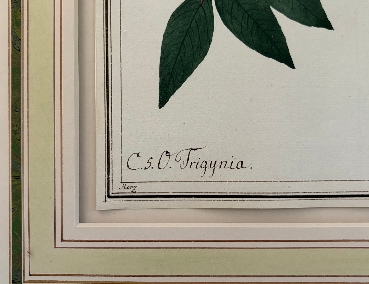 Early 19th Century Botanical Watercolor for Hortus Botanicus