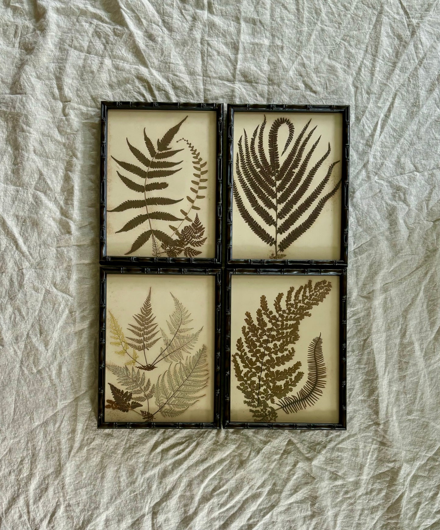 Quartet of Framed Victorian Pressed Ferns From a Scrapbook "Ferns of Jamaica"