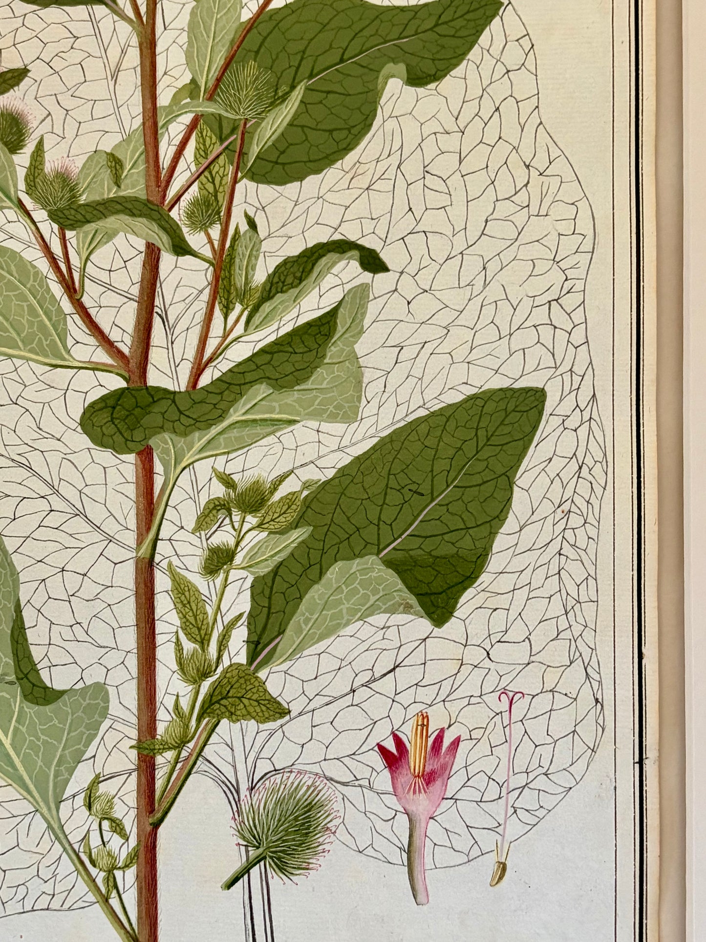 Early 19th Century Botanical Watercolor for Hortus Botanicus